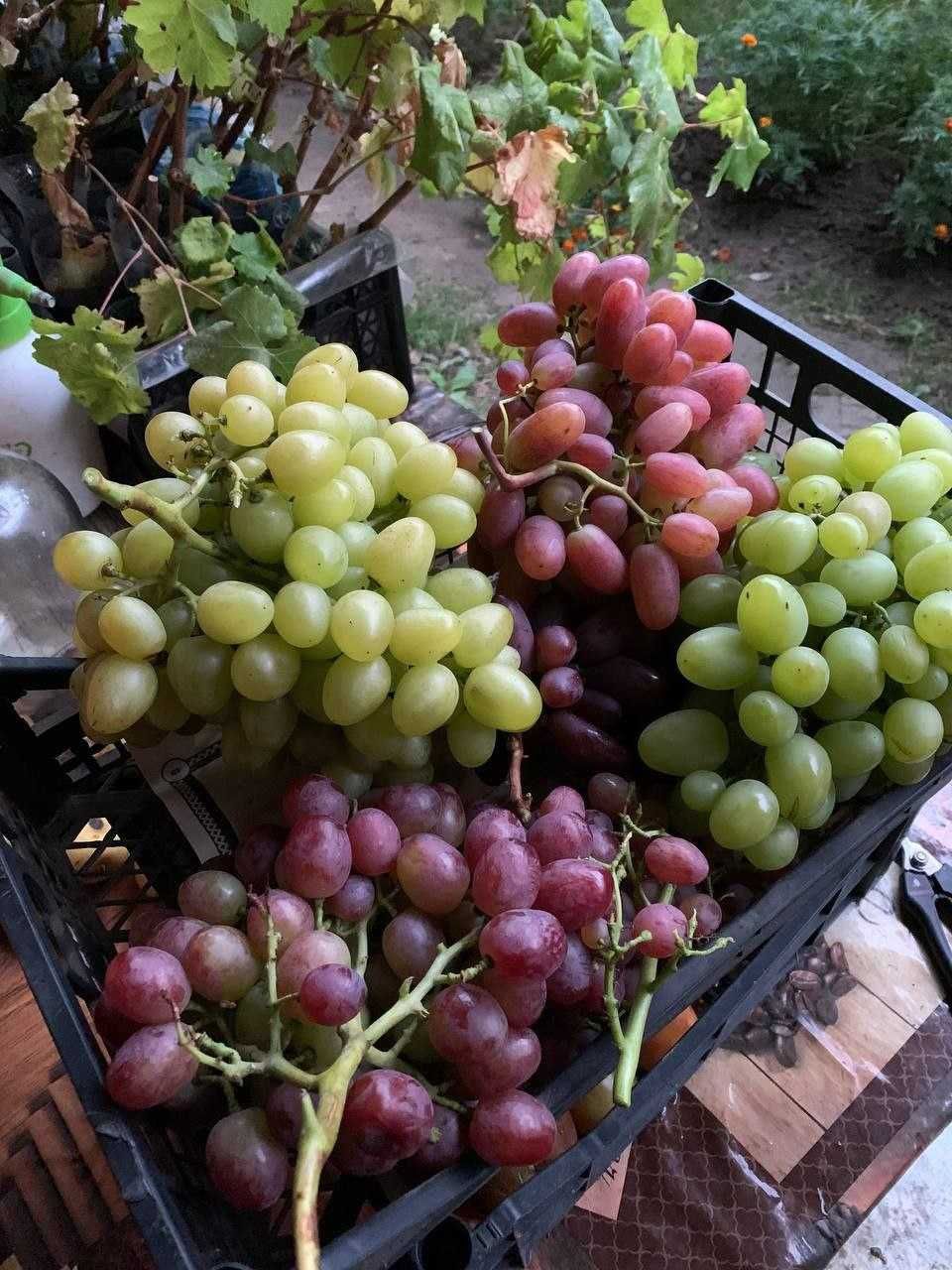 Вегетуючі саджанці столового винограду трьохпочкові в контейнерах