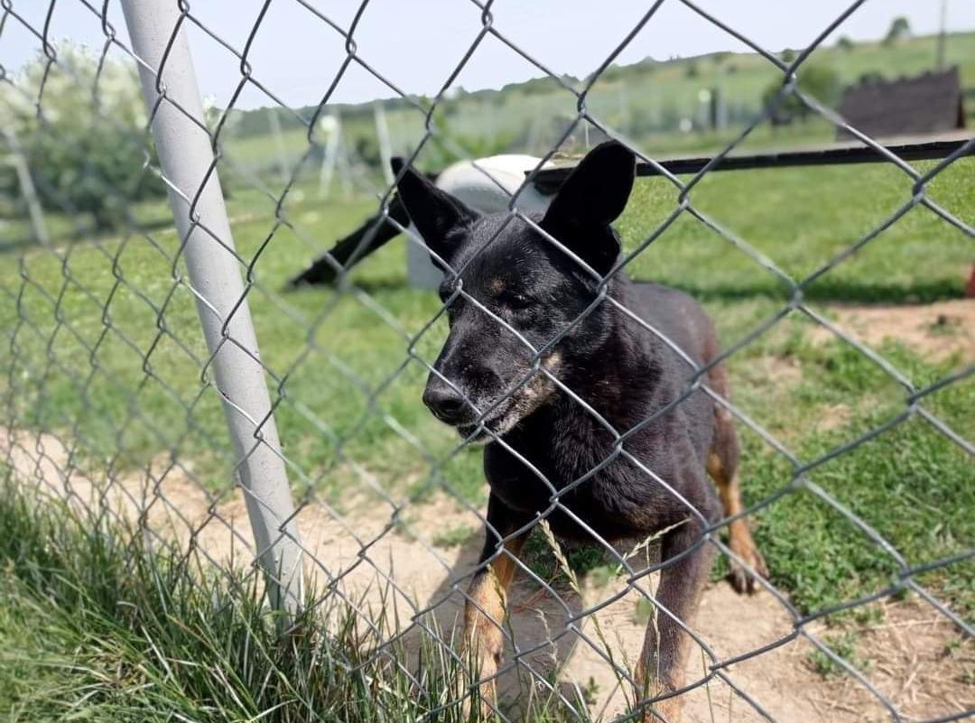 Czarna Ami poleca się do adopcji