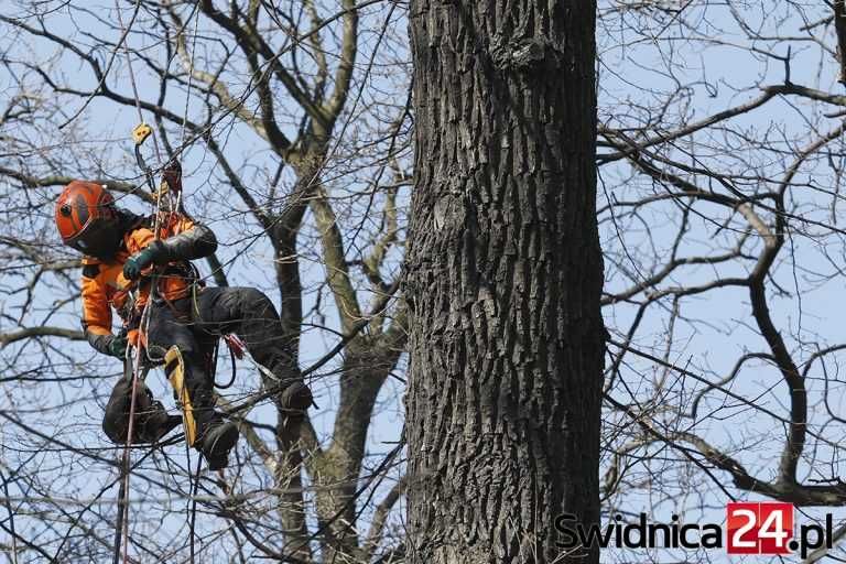 Frezowanie - usuwanie pni / pielęgnacja i wycinka drzew Jelenia Góra