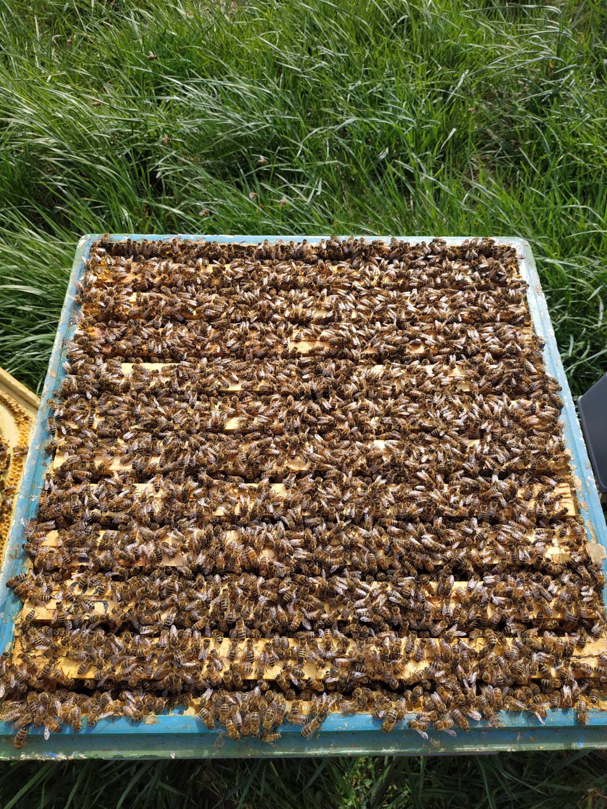 Odkłady pszczele, pszczoły,rodziny pszczele, ule.