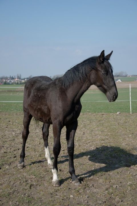 Klacz wielkopolska roczna