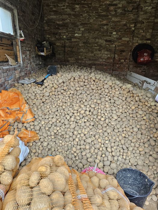 Ziemniaki jadalne Vineta