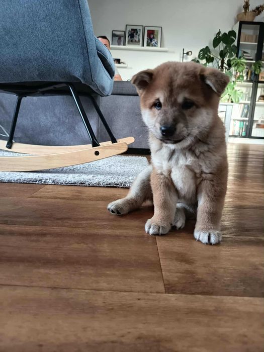 Szczeniak shiba inu