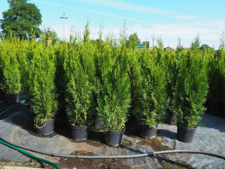 TUJA Tuje SZMARAGD  100cm-120cm PROMOCJA Łabiszyn