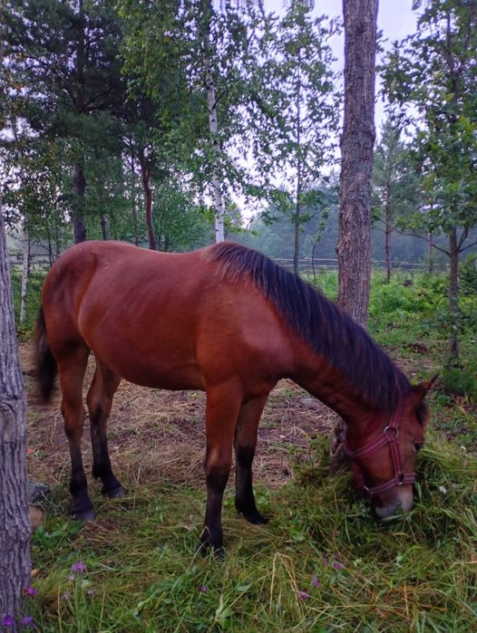 Продам лошицю 1 рік