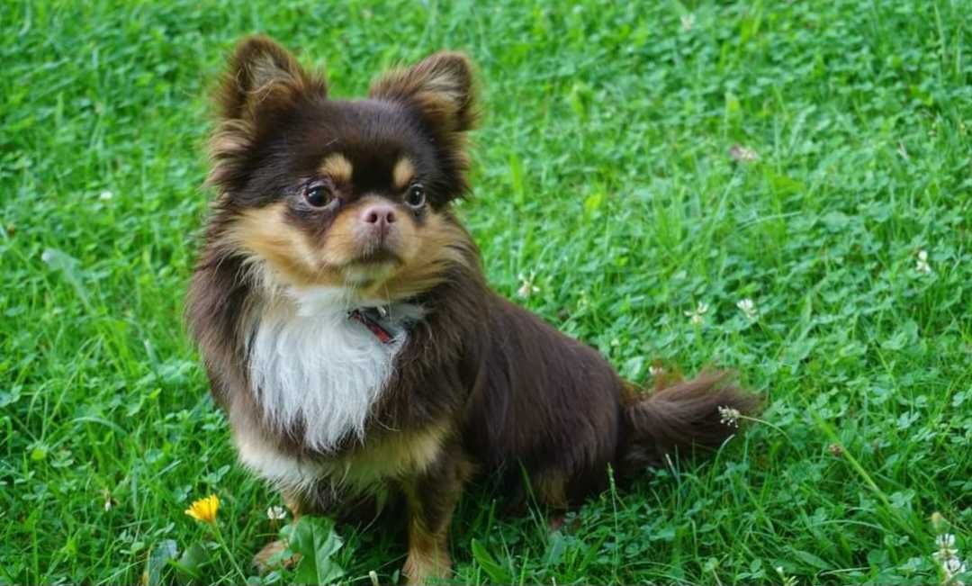 Chihuahua krótkowłosa malutka sunia hodowla zarejestrowana ZKwP FCI