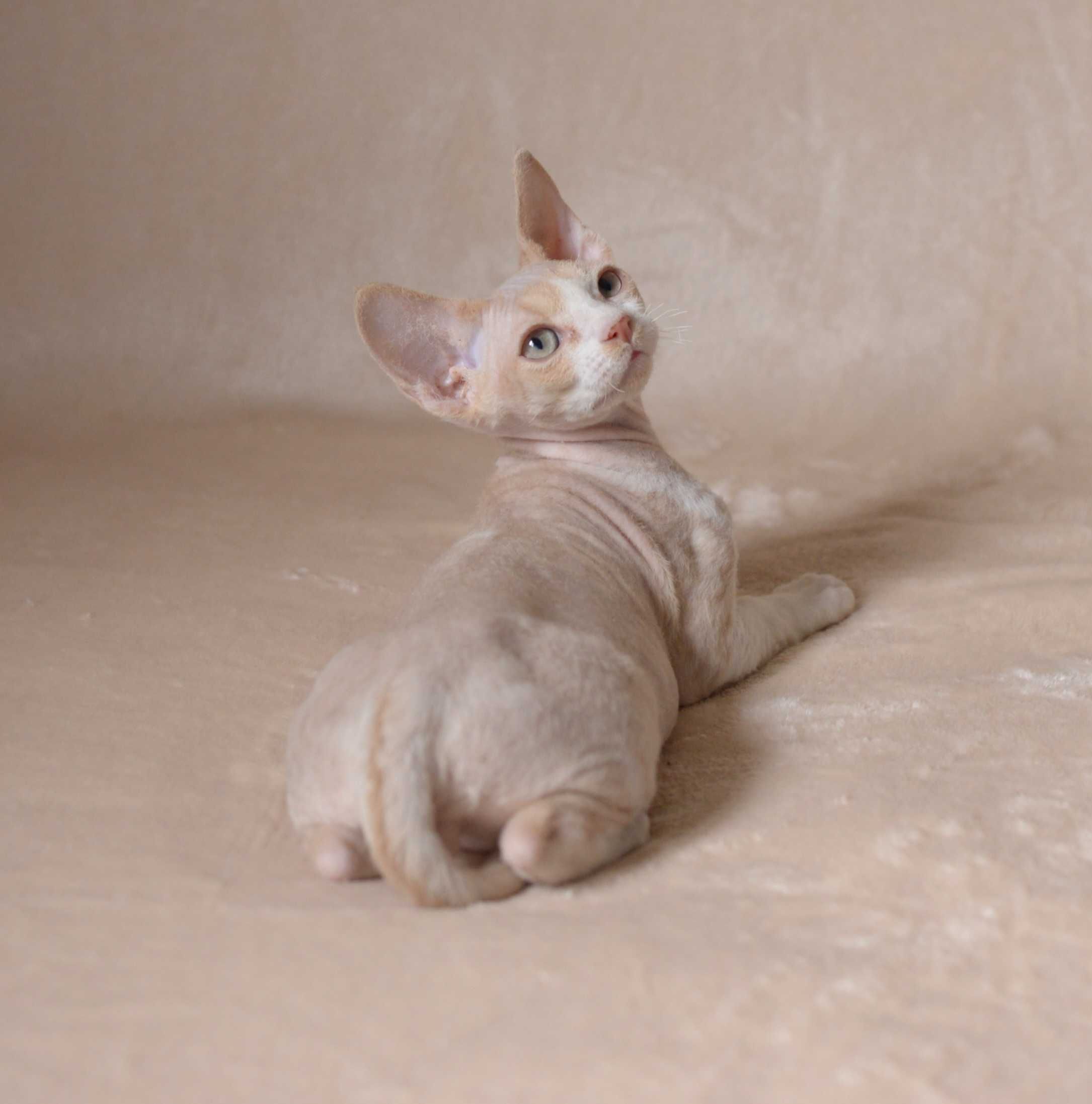 Devon rex Kremowy kocurek z bielą FPL