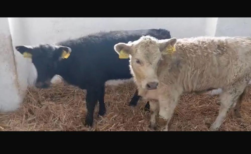 Odsadki Angus Limousin Byczki Mięsne Opasy Cielęta Byki