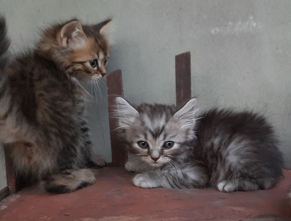 Британские котята