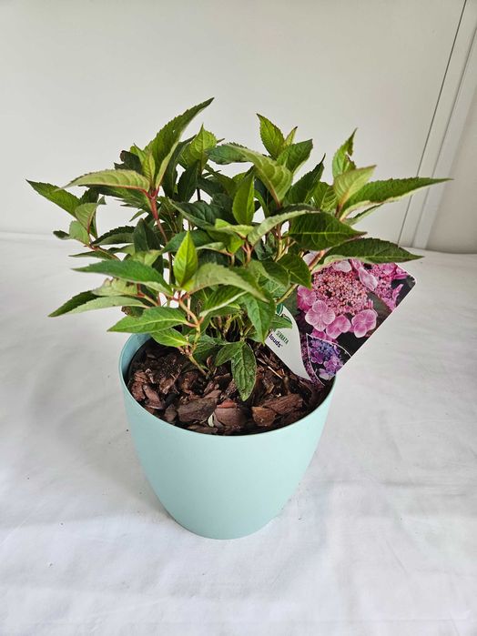 Hortensja bukietowa Blue Clouds 30cm C2 – krzew ozdobny + nawóz gratis