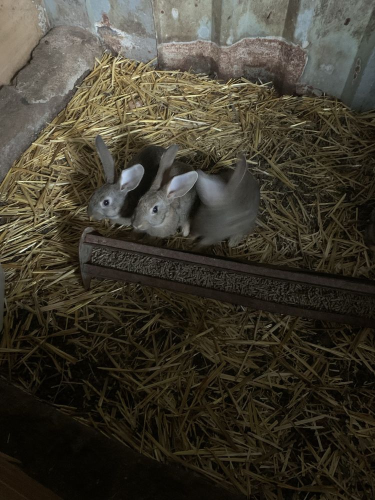 Coelhos de Bom porte