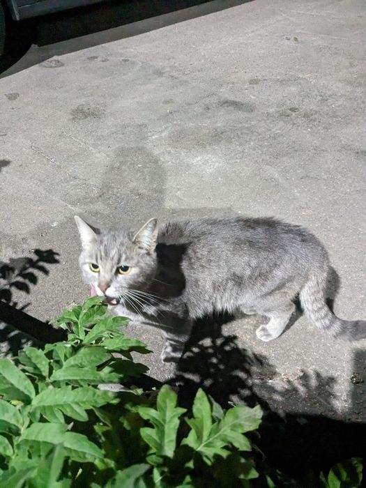 Кіт кастрований сірий