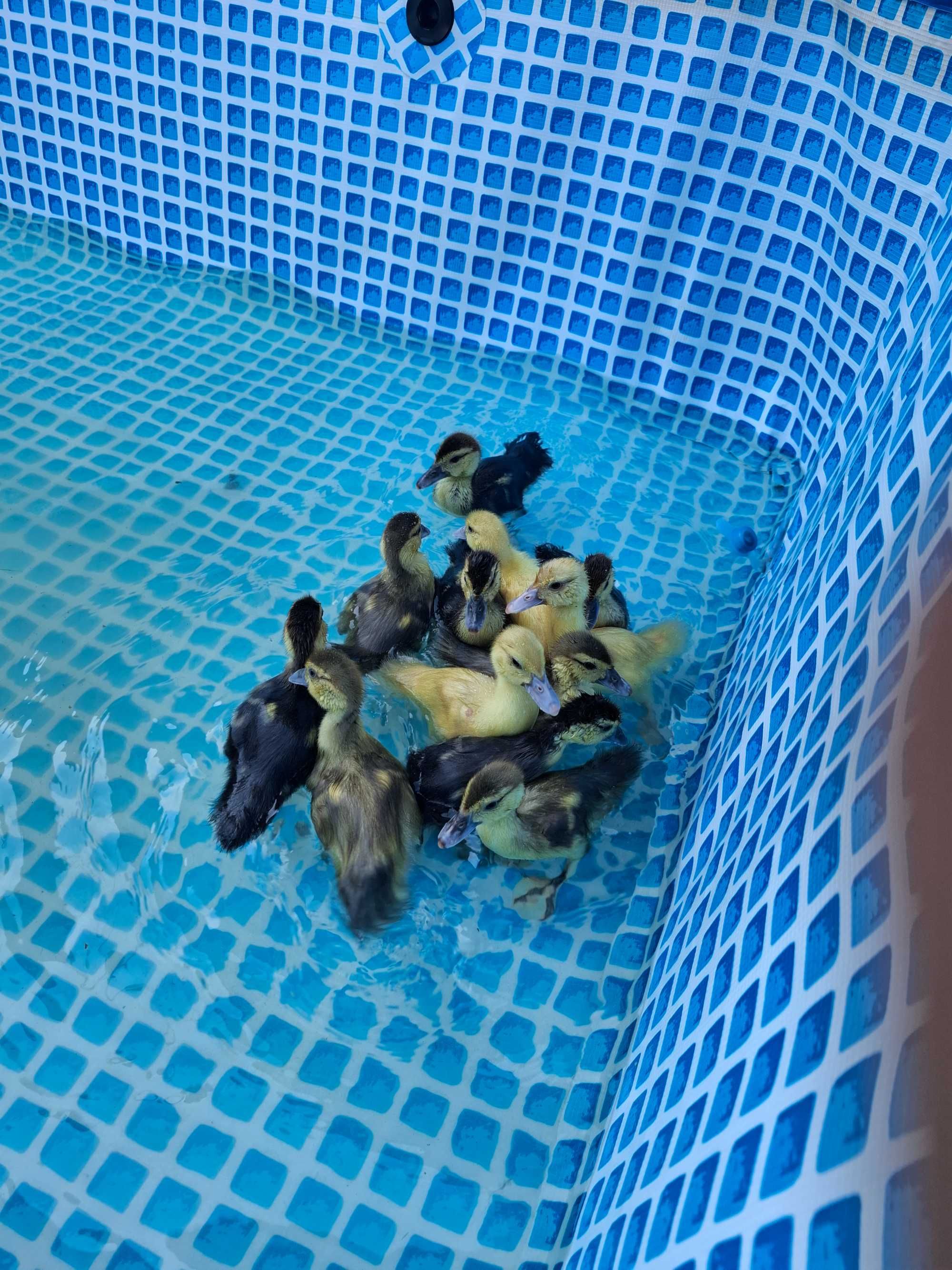12 patos mudos (3 semanas)