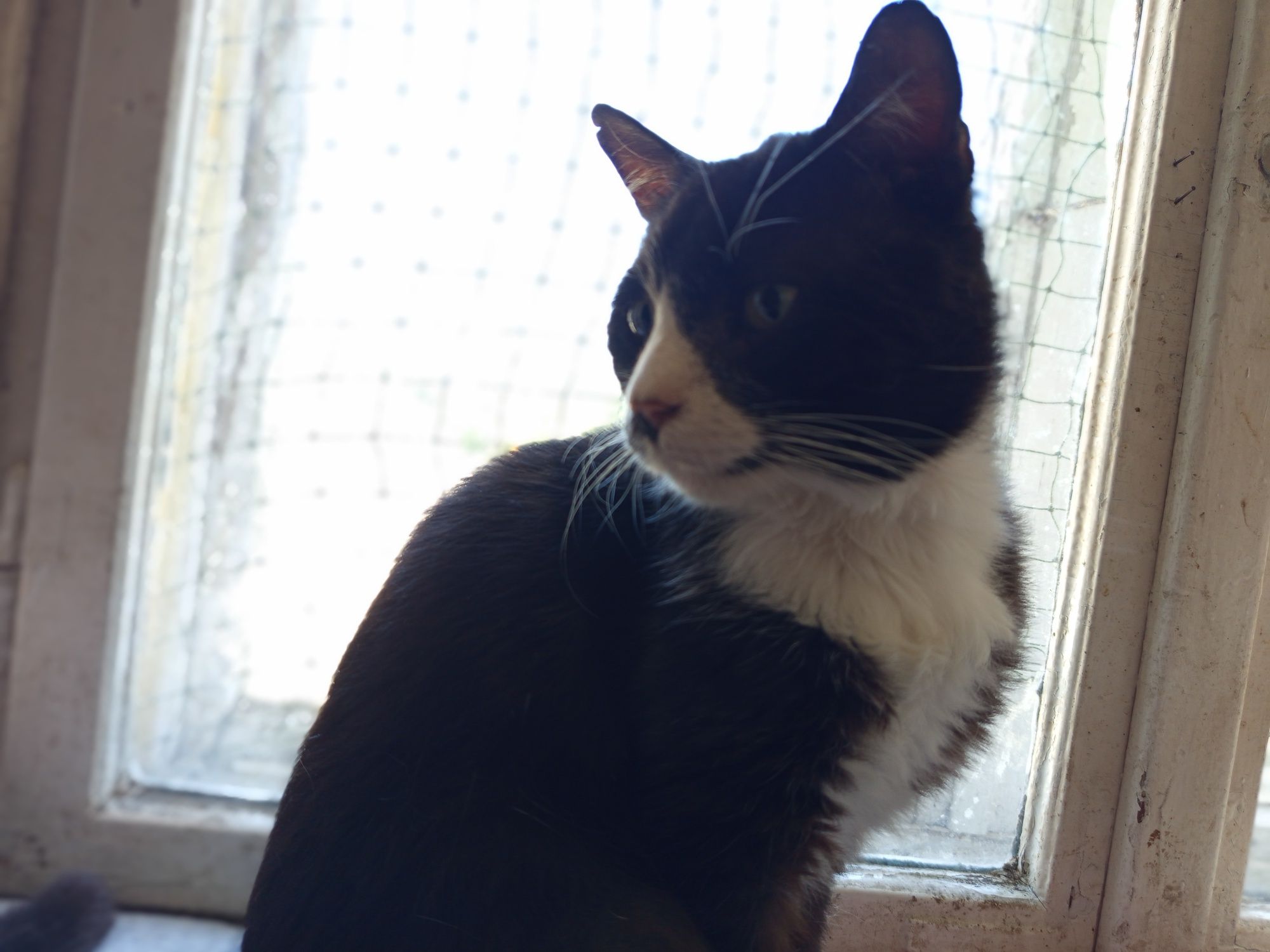 Kot Jackson poleca się do adopcji