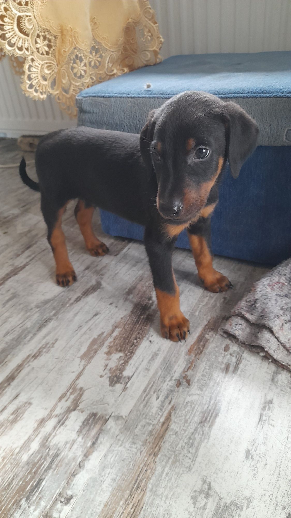 Doberman szczeniak rezerwacja