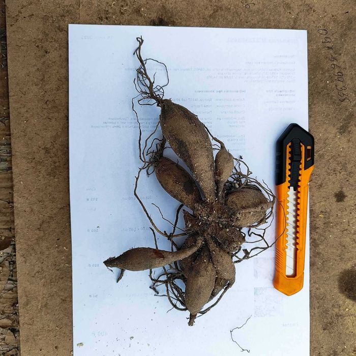 Продам бульби жоржин. Яскраве цвітіння гарантовано!