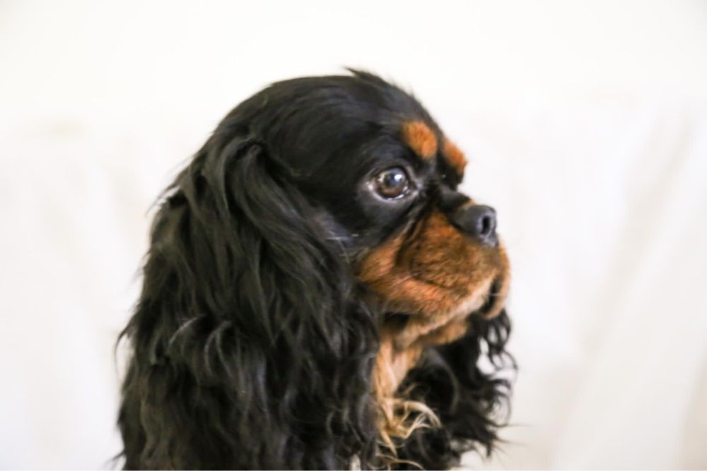 cavalier king charles spaniel reproduktor