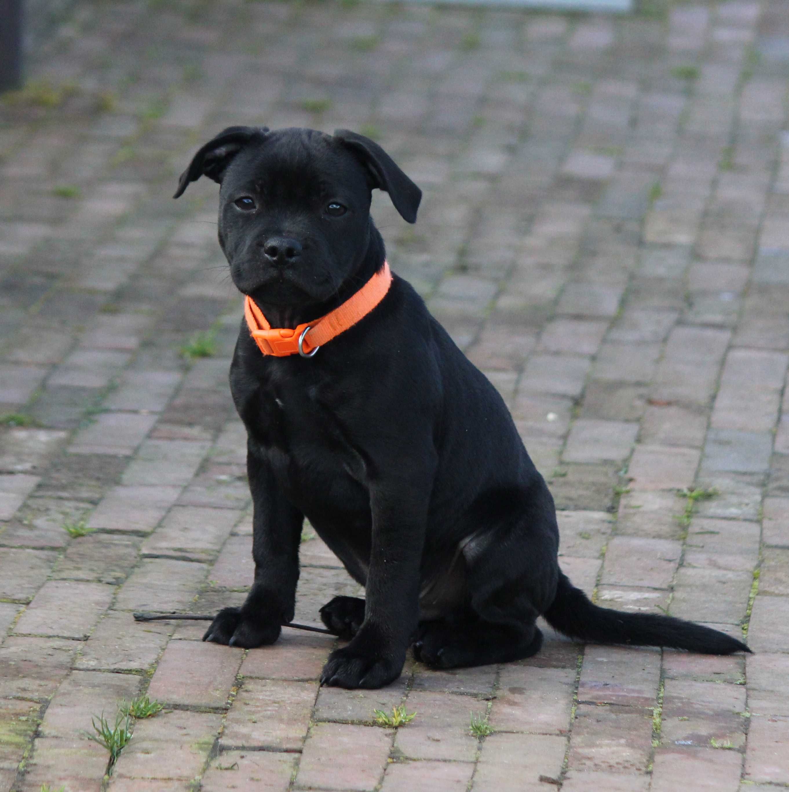 Staffordshire Bull Terrier, Staffik Stafford