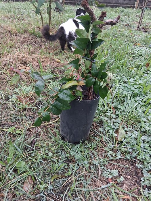 Pitanga com 2 anos em vaso