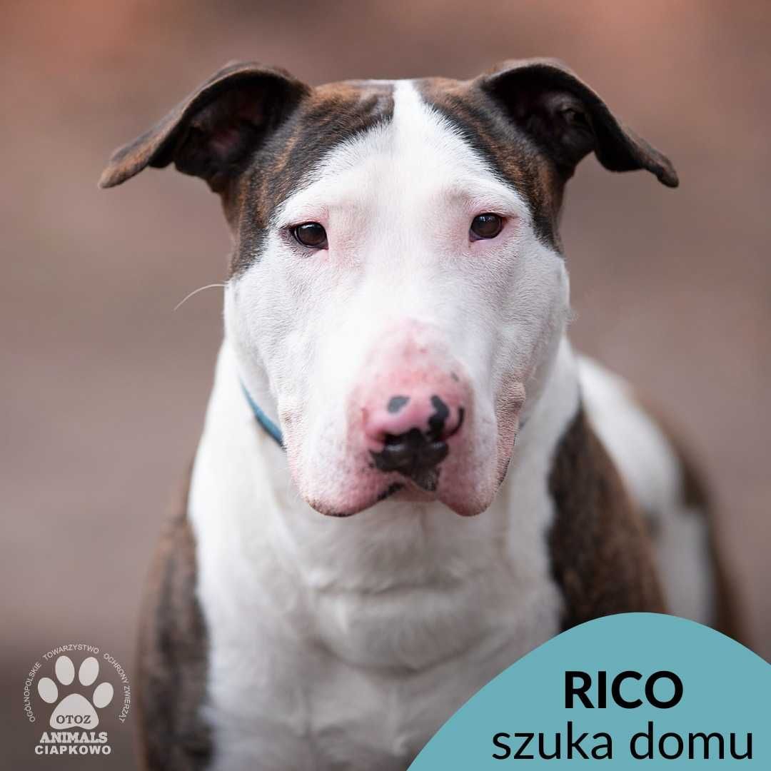 Wyjątkowy Rico szuka doświadczonego domu! OTOZ Animals Ciapkowo