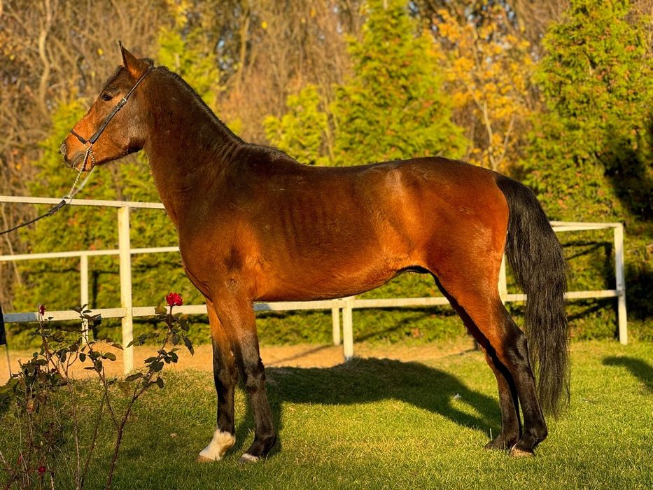 Kuc D grupy, 3,5 roku