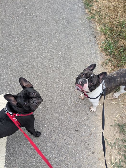 Pet sitting e pet walking