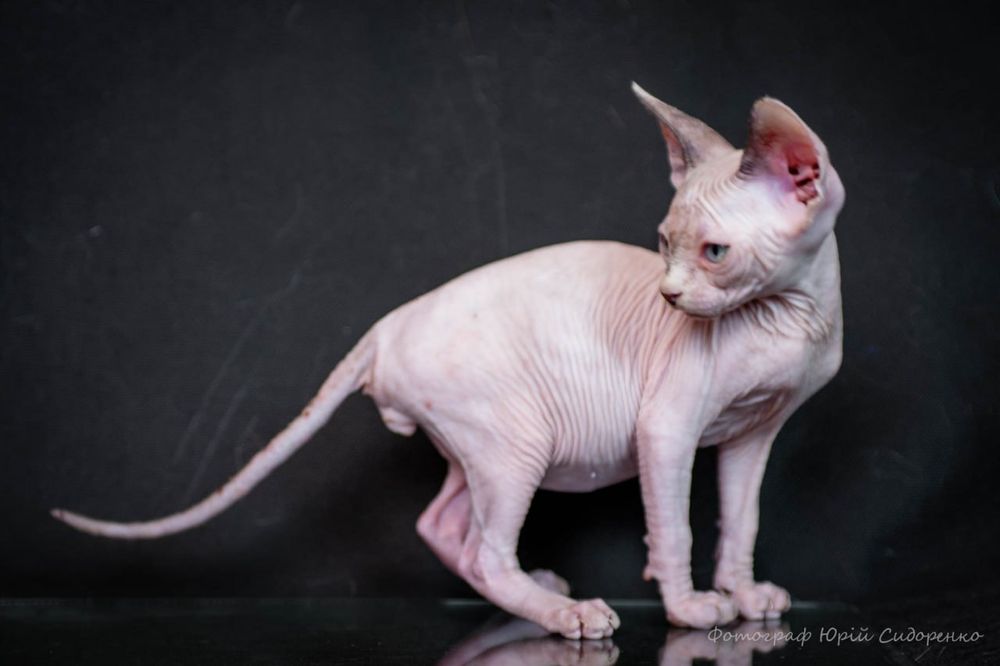 Эльф, сфинкс, канадский сфинкс, премиум бебифейс