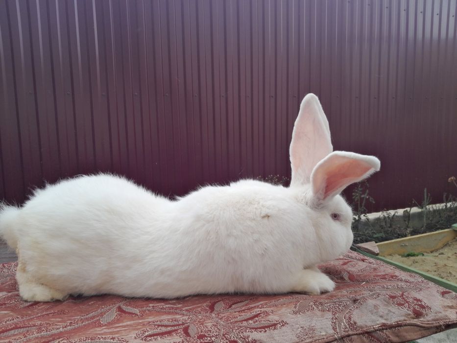 Самець Білий Велетень