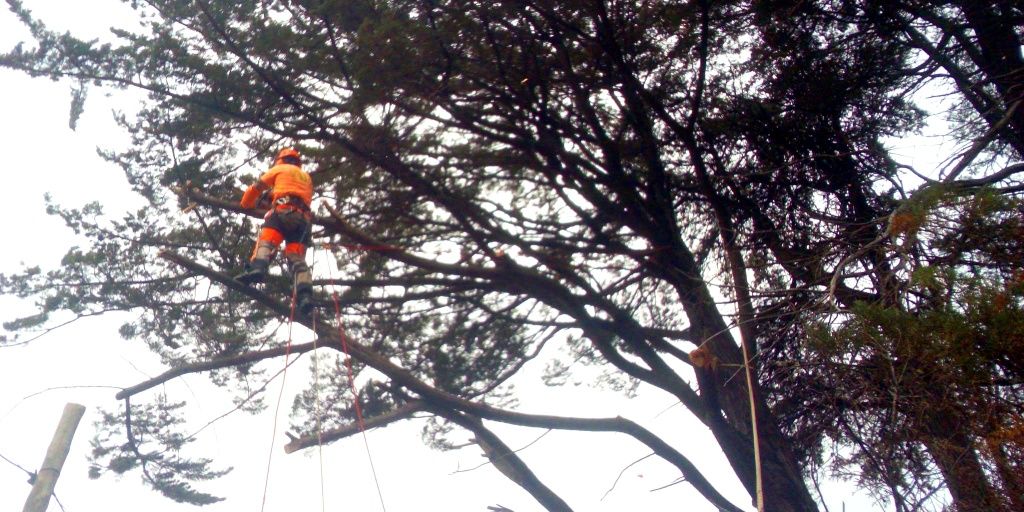 Poda e corte de árvores e limpeza de terrenos