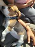 Beagle menina meiga