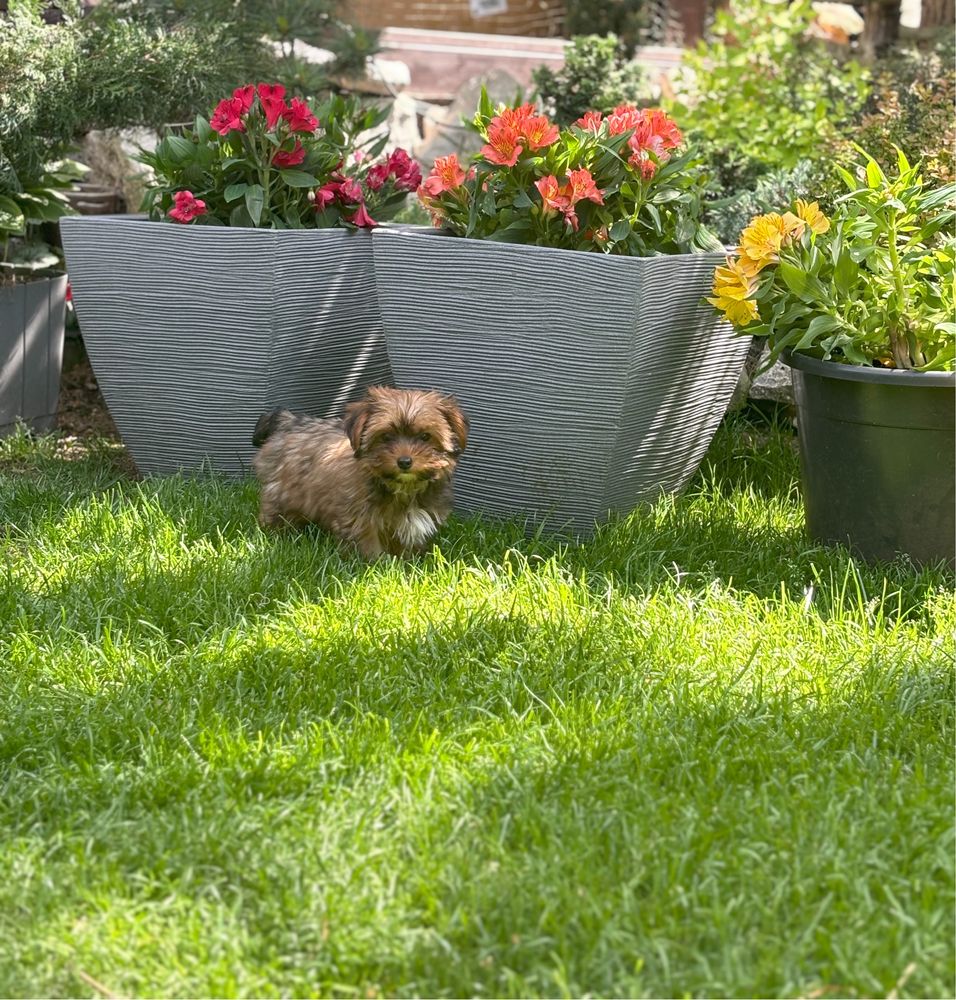 Brązowy piesek Ulisses yorkshire terrier