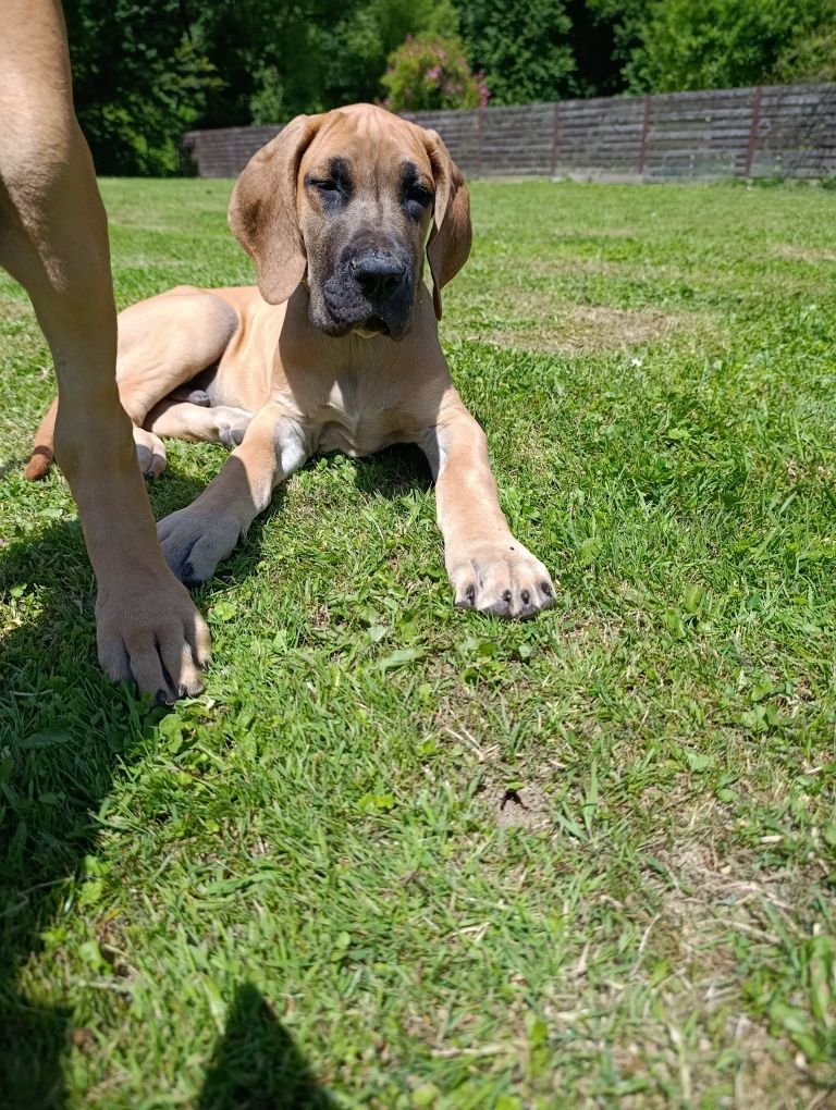 Dog niemiecki szczenięta