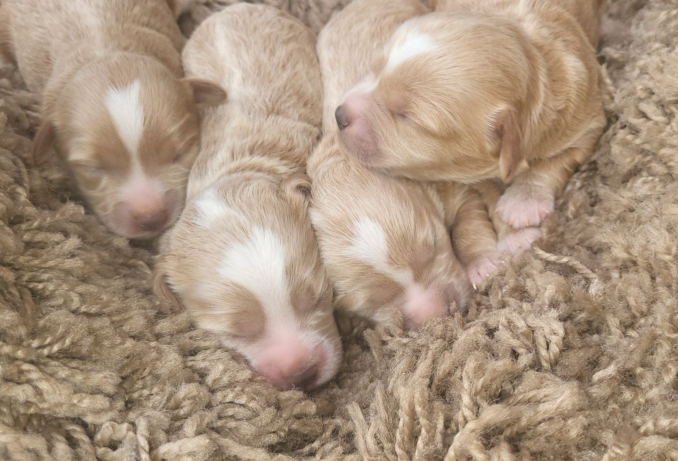 Piesek Maltipoo f1