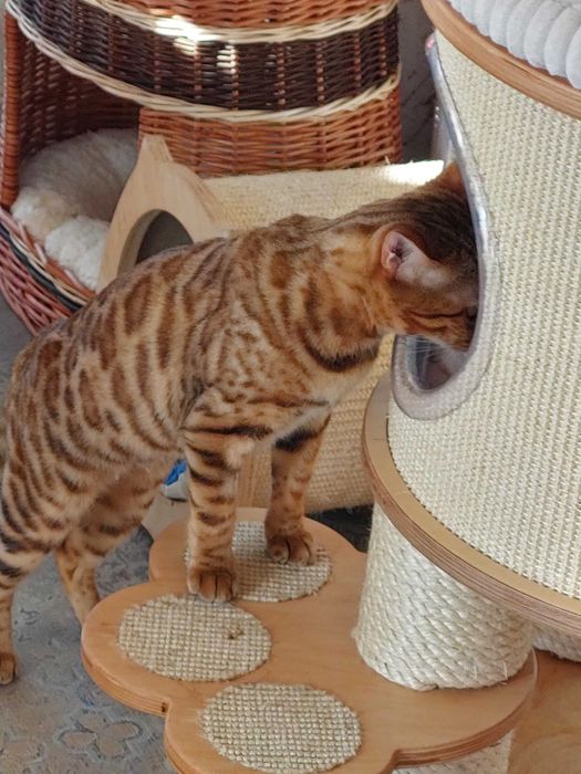 Kotka Bengalska pohodowlana z rodowodem FPL