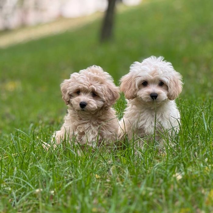 Мальтипу кукольный малыш