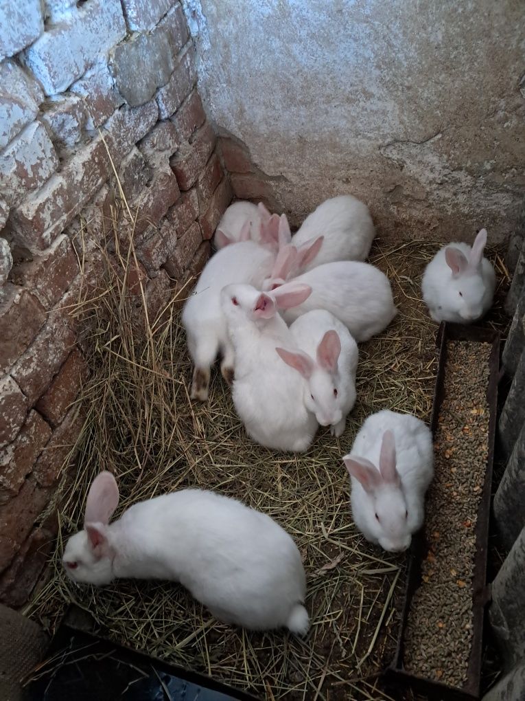 Продам кролів молодняк