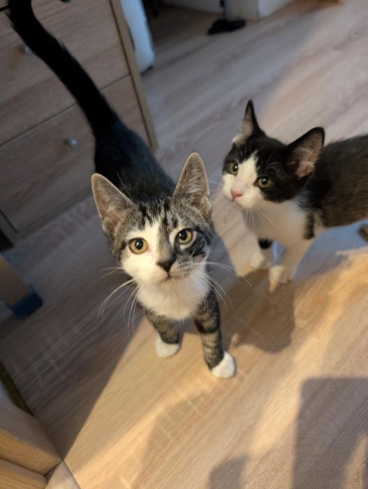 Śliczne małe kocurki