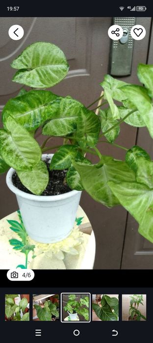 Продам сингониумы(5 видов)