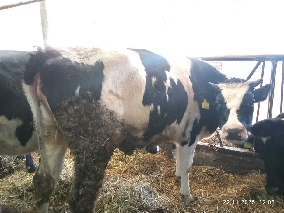 Jałówki cielne MLECZNE HO