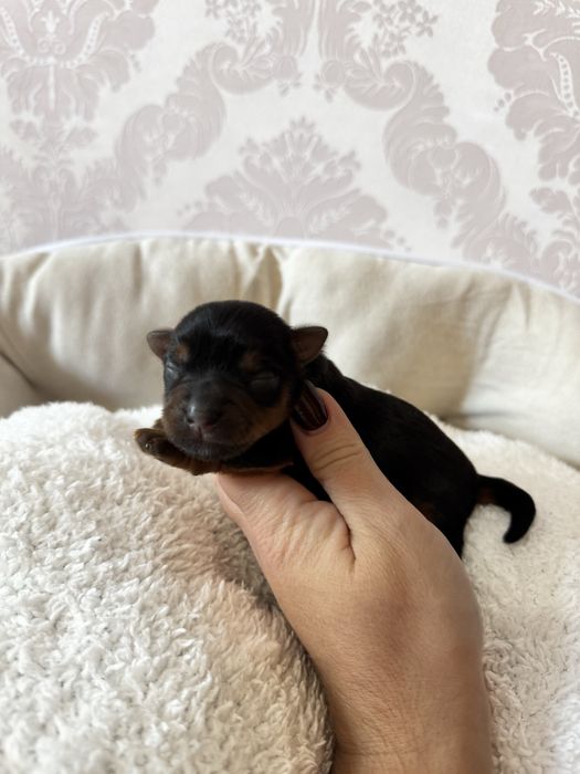 Цуцики йоркширський терєр