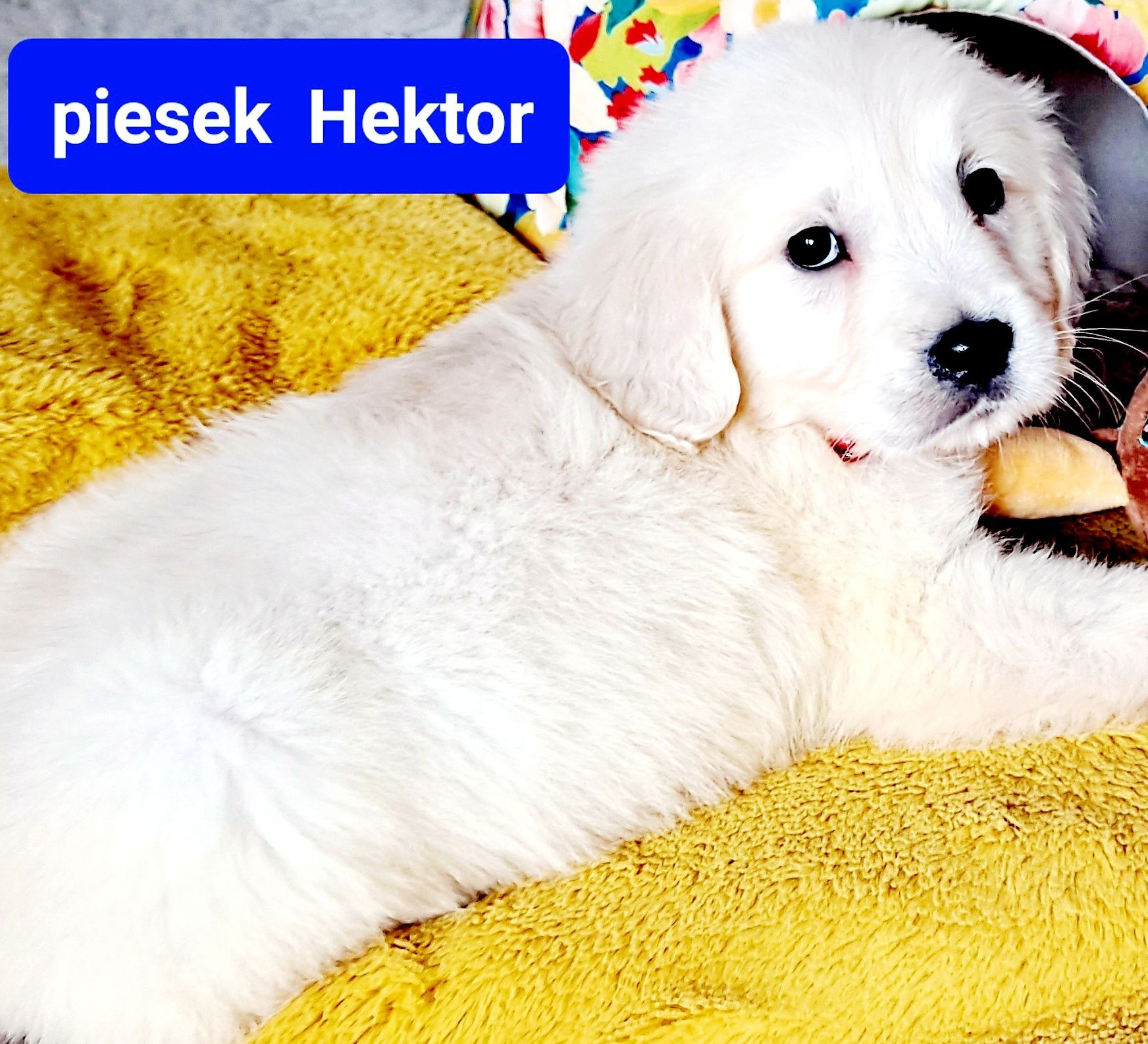 Szczeniak Hektor Golden Retriever RODZICE BEZ DYSPLAZJI  w hodowli