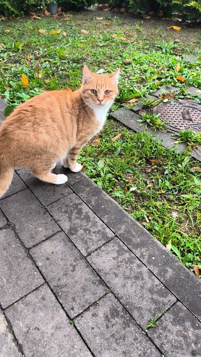 Oddam kotki najlepiej razem dwa