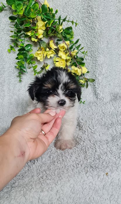 Yorkshire Beiwer mini de qualidade