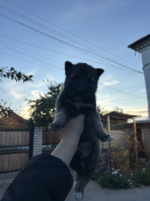 Щенята , мальчики , 1 месяц