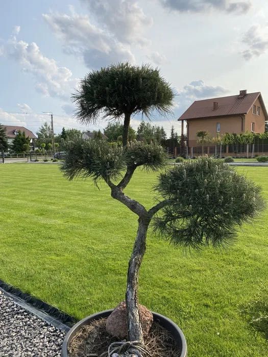 BONSAI - Formowane krzewy ozdobne / Wysoka jakość!