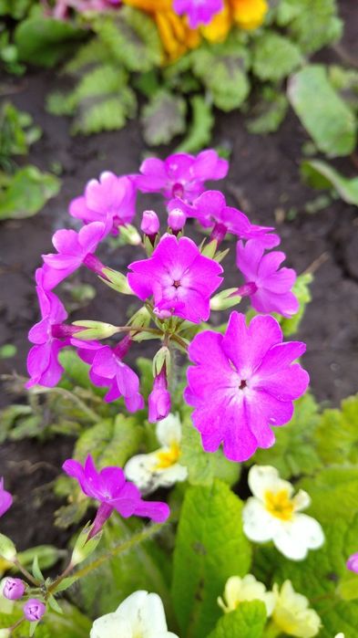 Примула садова, примула. Набір примули.