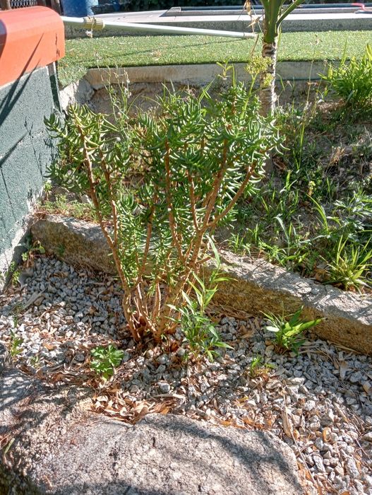 Vendo catos pequenos