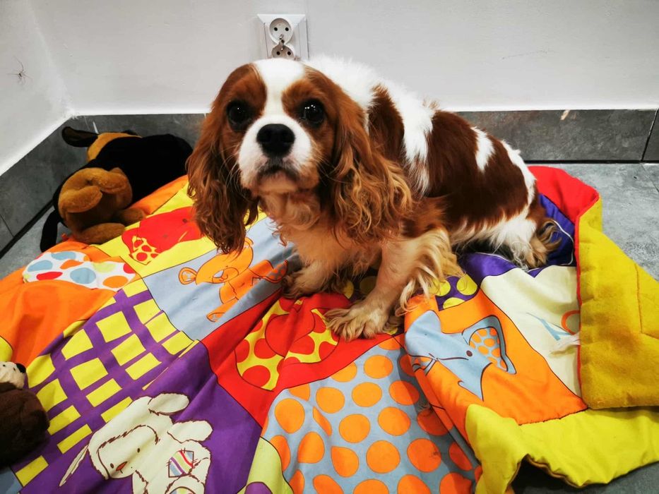 Cavalier king Charles spaniel  samiec bad genetyczne