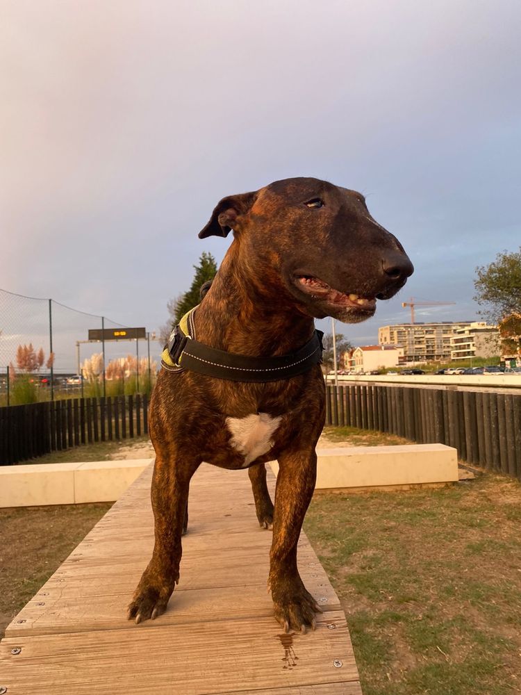 Bull Terrier Standard macho para montas