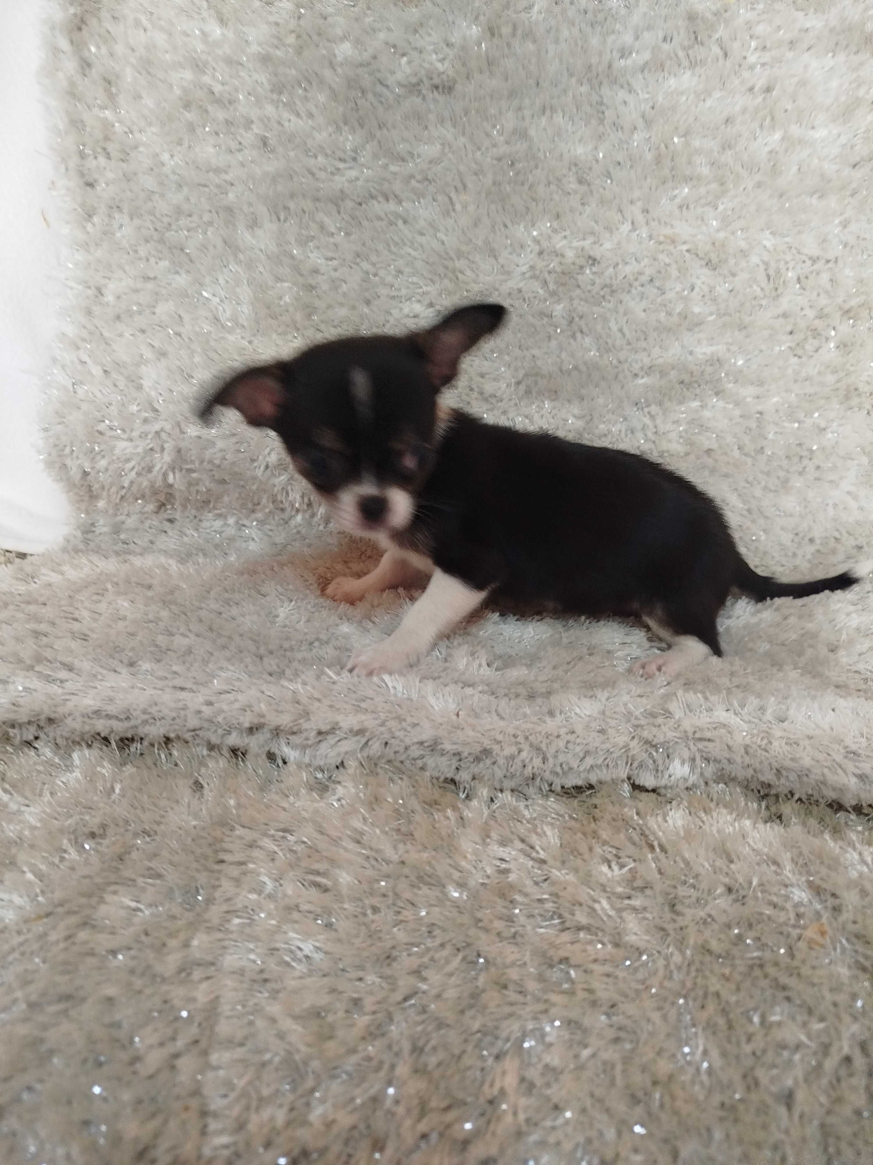 Cachorro fêmea Chihuahua